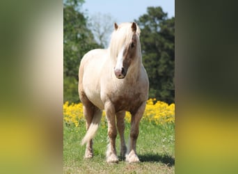 Gypsy Horse, Gelding, 10 years, 14 hh, Palomino