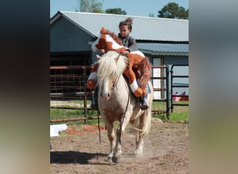 Gypsy Horse, Gelding, 10 years, 14 hh, Palomino