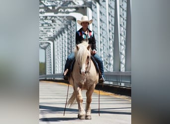 Gypsy Horse, Gelding, 10 years, 14 hh, Palomino