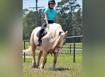 Gypsy Horse, Gelding, 10 years, 14 hh, Palomino