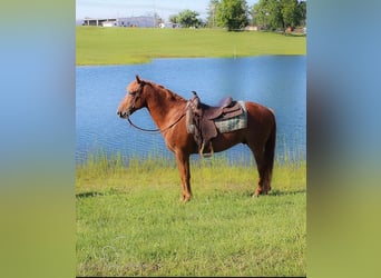 Gypsy Horse, Gelding, 10 years, 14 hh, Sorrel