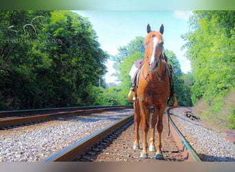 Gypsy Horse, Gelding, 10 years, 14 hh, Sorrel