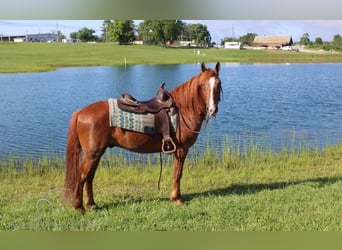 Gypsy Horse, Gelding, 10 years, 14 hh, Sorrel