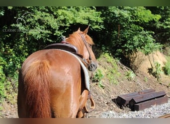 Gypsy Horse, Gelding, 10 years, 14 hh, Sorrel