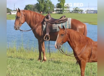 Gypsy Horse, Gelding, 10 years, 14 hh, Sorrel