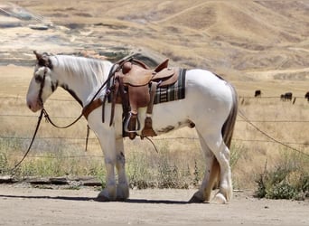 Gypsy Horse, Gelding, 10 years, 14,1 hh, Overo-all-colors