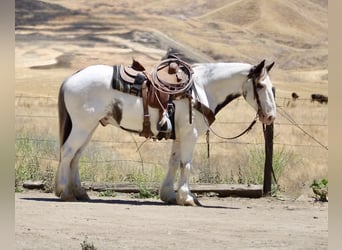 Gypsy Horse, Gelding, 10 years, 14,1 hh, Overo-all-colors