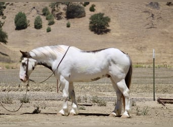 Gypsy Horse, Gelding, 10 years, 14,1 hh, Overo-all-colors
