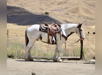 Gypsy Horse, Gelding, 10 years, 14,1 hh, Overo-all-colors