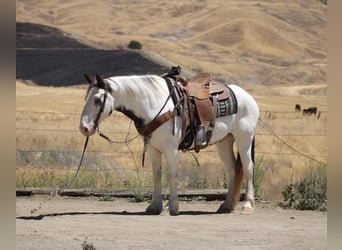 Gypsy Horse, Gelding, 10 years, 14,1 hh, Overo-all-colors