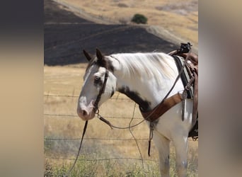 Gypsy Horse, Gelding, 10 years, 14,1 hh, Overo-all-colors