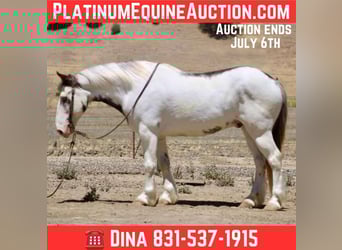Gypsy Horse, Gelding, 10 years, 14,1 hh, Overo-all-colors