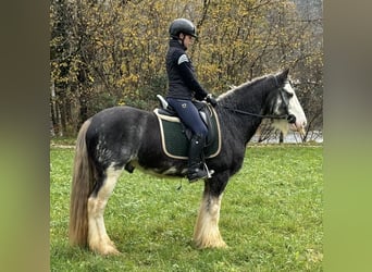 Gypsy Horse, Gelding, 10 years, 14,2 hh, Grey-Dapple