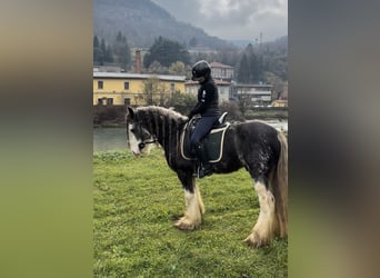 Gypsy Horse, Gelding, 10 years, 14,2 hh, Grey-Red-Tan