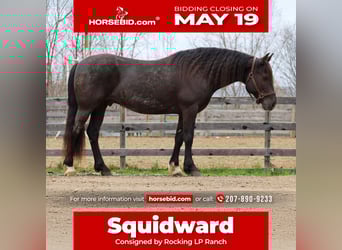 Gypsy Horse Mix, Gelding, 10 years, 14,2 hh, Roan-Blue