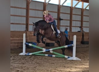 Gypsy Horse Mix, Gelding, 10 years, 14,3 hh, Bay