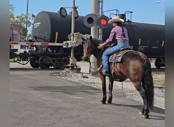 Gypsy Horse Mix, Gelding, 10 years, 14,3 hh, Bay