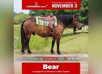 Gypsy Horse Mix, Gelding, 10 years, 14,3 hh, Bay