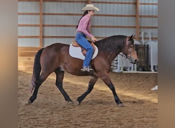 Gypsy Horse Mix, Gelding, 10 years, 14,3 hh, Bay