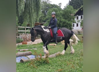 Gypsy Horse, Gelding, 10 years, 15.1 hh, Pinto