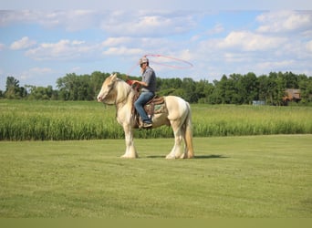 Gypsy Horse, Gelding, 10 years, 15 hh, Champagne