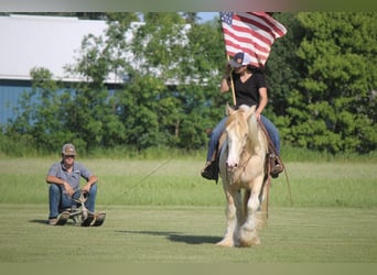 Gypsy Horse, Gelding, 10 years, 15 hh, Champagne