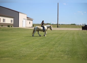 Gypsy Horse, Gelding, 10 years, 15 hh, Champagne