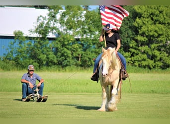 Gypsy Horse, Gelding, 10 years, 15 hh, Champagne