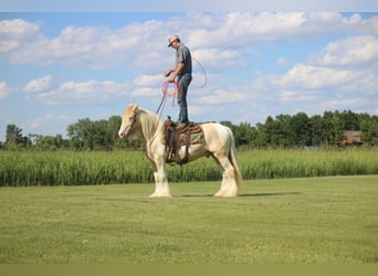 Gypsy Horse, Gelding, 10 years, 15 hh, Champagne