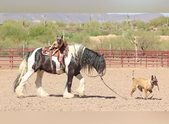 Gypsy Horse, Gelding, 10 years, 15 hh, Pinto