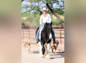 Gypsy Horse, Gelding, 10 years, 15 hh, Pinto