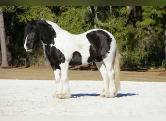 Gypsy Horse Mix, Gelding, 10 years, 15 hh, Pinto