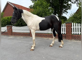 Gypsy Horse, Gelding, 10 years, 16.1 hh, Pinto