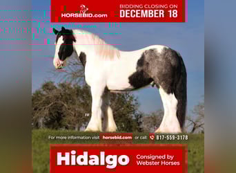Gypsy Horse Mix, Gelding, 10 years, 16 hh, Roan-Blue