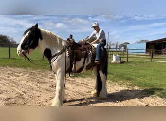 Gypsy Horse Mix, Gelding, 10 years, 16 hh, Roan-Blue