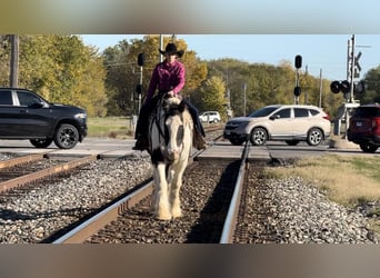 Gypsy Horse Mix, Gelding, 10 years, 16 hh, Roan-Blue