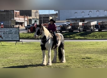 Gypsy Horse Mix, Gelding, 10 years, 16 hh, Roan-Blue