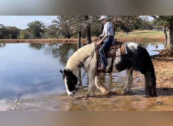 Gypsy Horse Mix, Gelding, 10 years, 16 hh, Roan-Blue