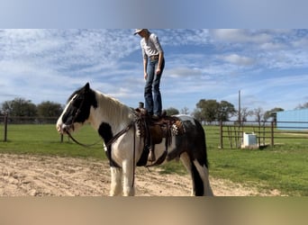 Gypsy Horse Mix, Gelding, 10 years, 16 hh, Roan-Blue