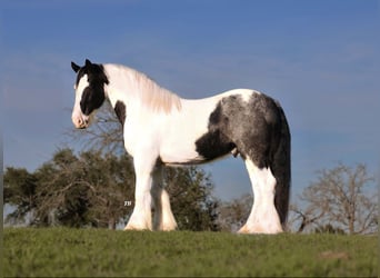 Gypsy Horse, Gelding, 10 years, 16 hh, Roan-Blue