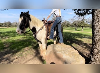 Gypsy Horse Mix, Gelding, 10 years, 16 hh, Roan-Blue