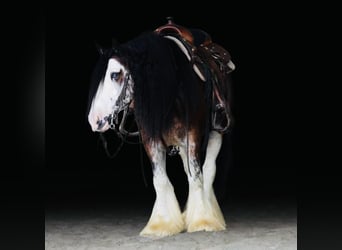 Gypsy Horse, Gelding, 10 years