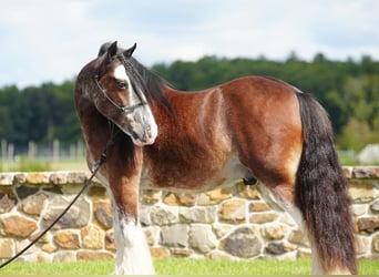 Gypsy Horse, Gelding, 10 years