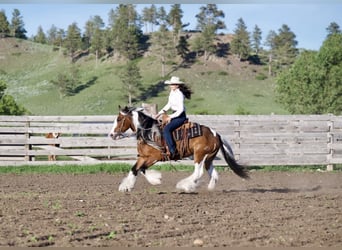 Gypsy Horse, Gelding, 10 years, Pinto