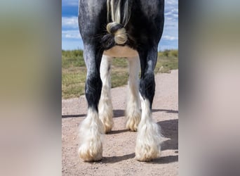 Gypsy Horse, Gelding, 10 years, Pinto