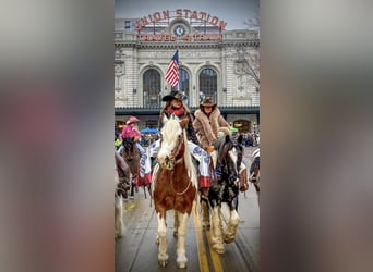 Gypsy Horse, Gelding, 10 years, Pinto