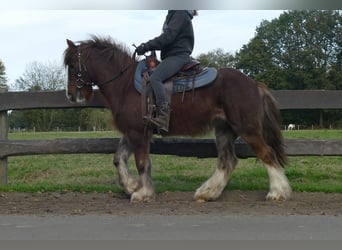 Gypsy Horse, Gelding, 11 years, 13,1 hh, Chestnut-Red