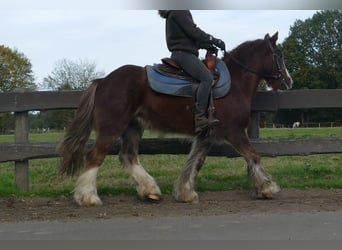 Gypsy Horse, Gelding, 11 years, 13,1 hh, Chestnut-Red