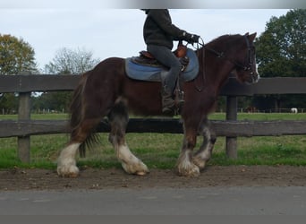 Gypsy Horse, Gelding, 11 years, 13,1 hh, Chestnut-Red