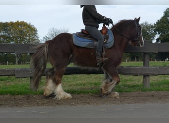 Gypsy Horse, Gelding, 11 years, 13,1 hh, Chestnut-Red